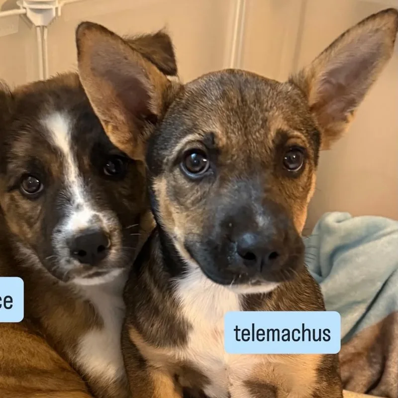 Telemachus thumbnail 3