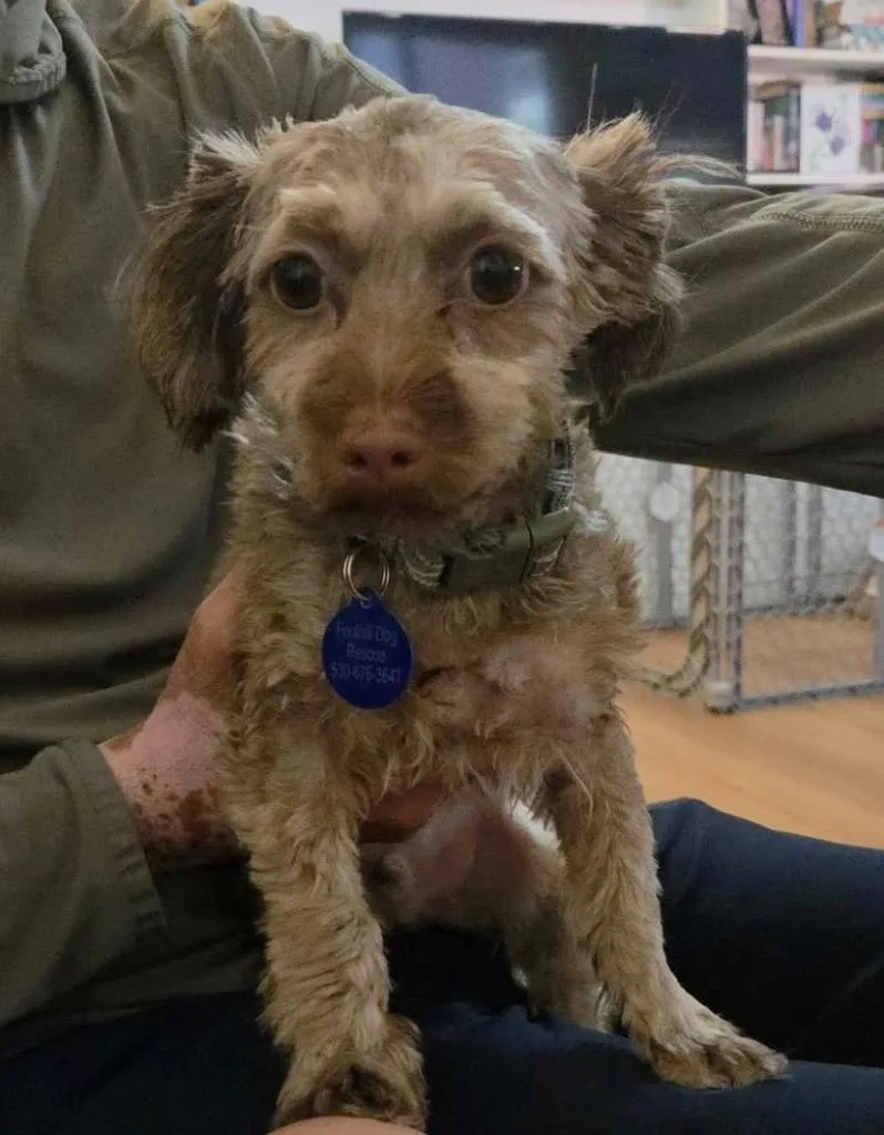 A young small-sized male Shih Tzu dog named Brownie for adoption in Shingle Springs, CA