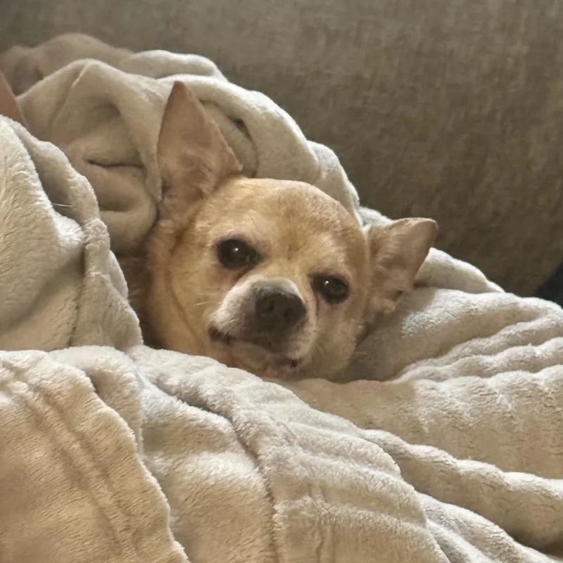 A senior small-sized male Yellow / Tan / Blond / Fawn Chihuahua dog named Fred for adoption in Baton Rouge, LA