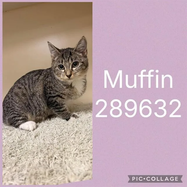 A baby medium-sized female Domestic Short Hair cat named Muffin for adoption in Macon, GA