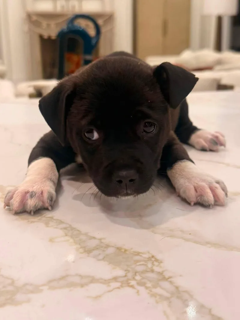 Oscar