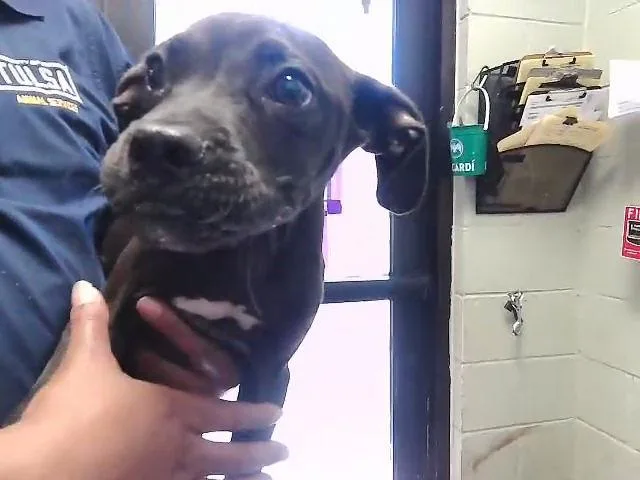 A baby small-sized male Pit Bull Terrier dog named Tommy for adoption in Tulsa, OK