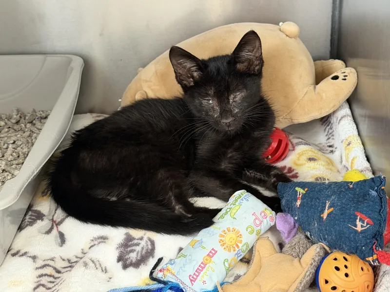 A baby small-sized male Domestic Short Hair cat named Lucky for adoption in Honolulu, HI