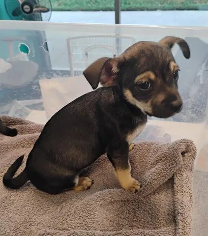A baby small-sized male Chihuahua dog named Titan for adoption in San Martin, CA