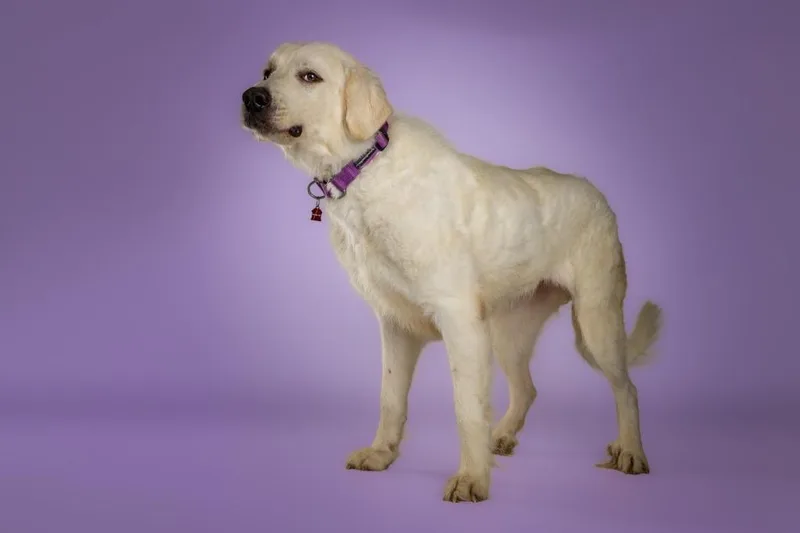 An adult large-sized female White / Cream Great Pyrenees dog named Elsa for adoption in Tyler, TX