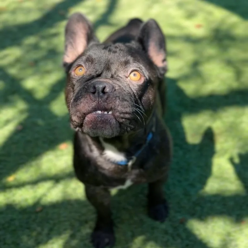An adult medium-sized male Black French Bulldog dog named Lukas A for adoption in Mission Hills, CA