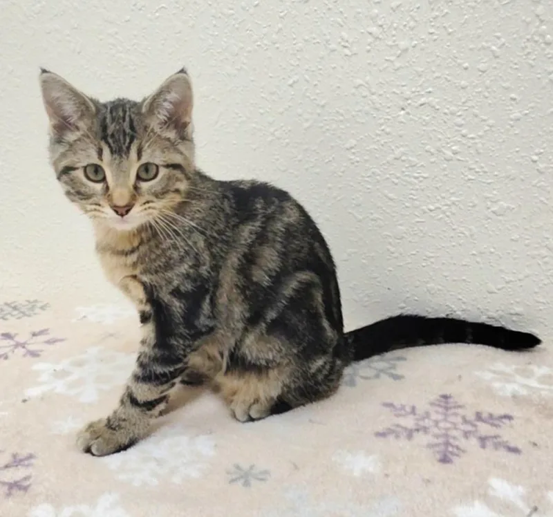 A baby small-sized female Tabby (Brown / Chocolate) Domestic Short Hair cat named Bissell for adoption in Red Wing, MN