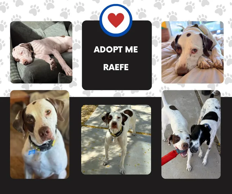 A young medium-sized male White / Cream English Pointer dog named Raefe for adoption in Bridgeton, NJ