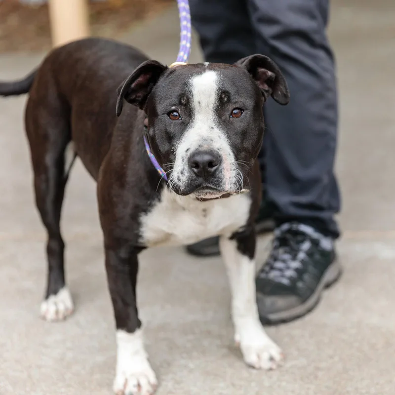 A baby medium-sized female Pit Bull Terrier dog named Gerbera for adoption in Oakland, CA