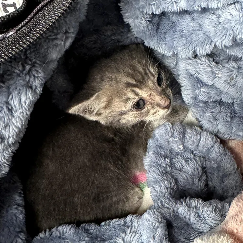 Mouse