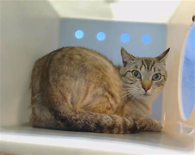 An adult small-sized male Domestic Short Hair cat named Charles for adoption in Gardena, CA