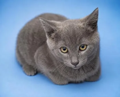 A baby small-sized male Domestic Short Hair cat named Kevin for adoption in Bowling Green, KY