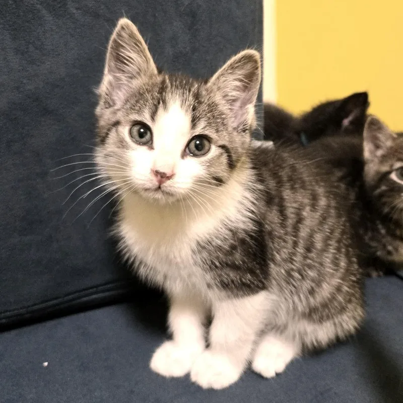 A baby small-sized female Brown / Chocolate Domestic Short Hair cat named Scapula for adoption in Brownsboro, AL