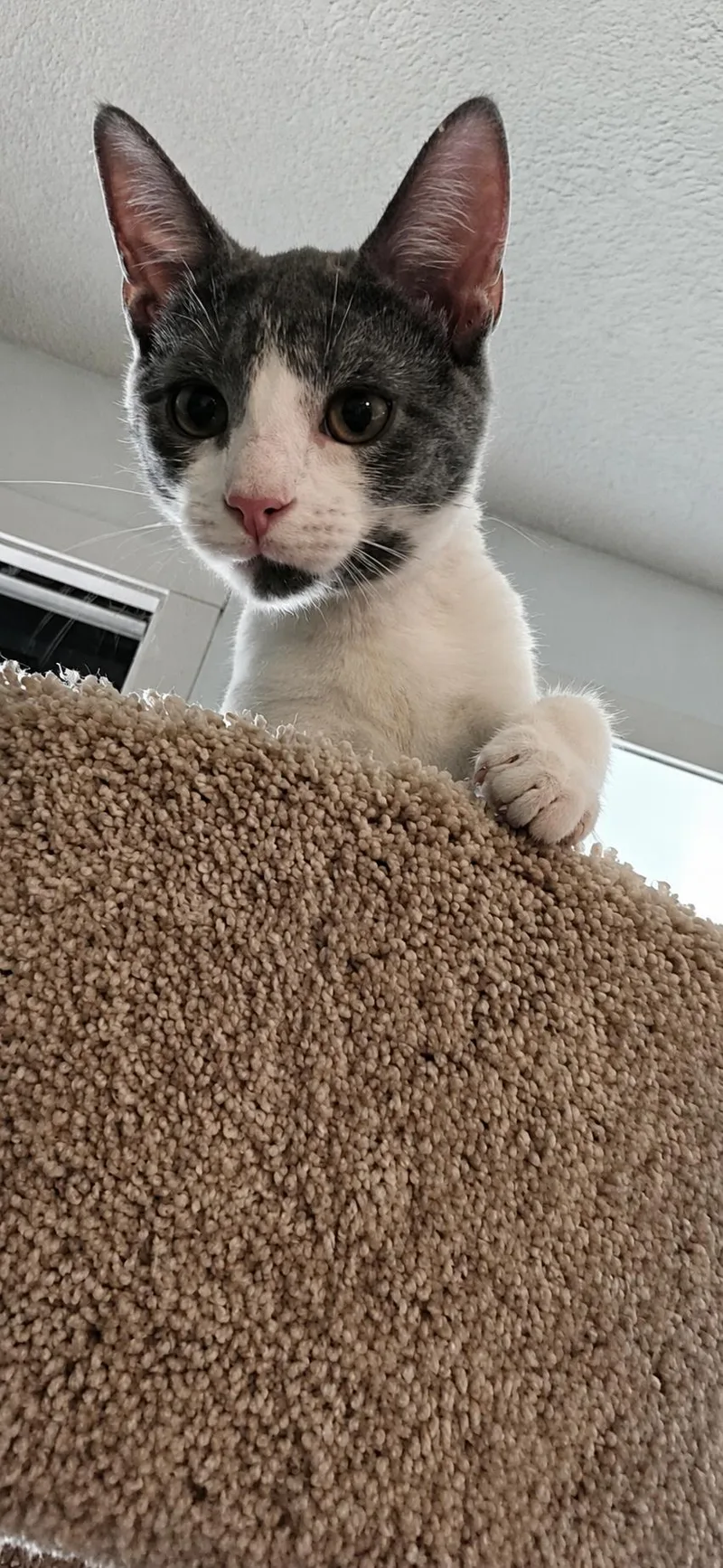 A baby medium-sized male Gray & White American Shorthair cat named Panda for adoption in Brookston, IN