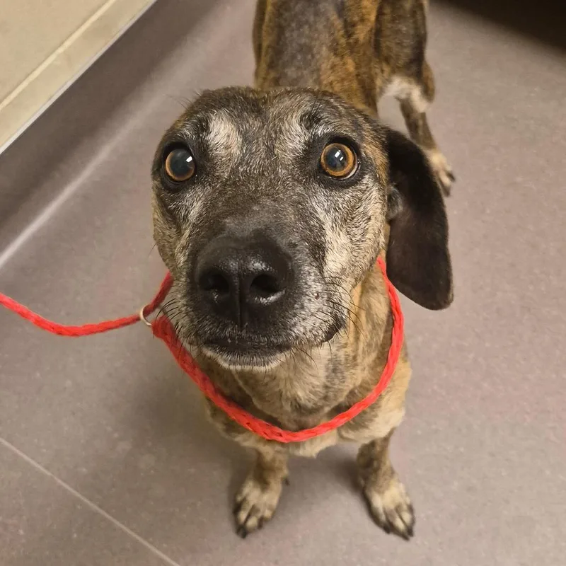 An adult medium-sized female Brindle Mixed Breed dog named Mamma DogSnow White for adoption in Bend, OR