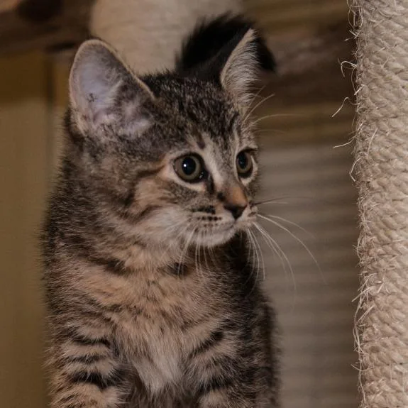A baby small-sized male Domestic Short Hair cat named Holden for adoption in Prescott, AZ