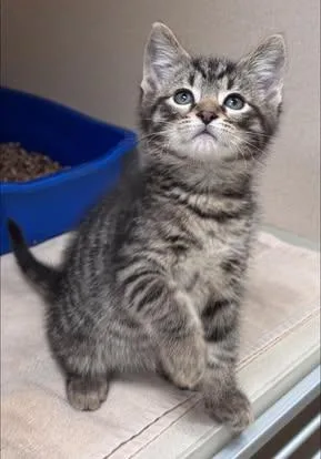 A baby small-sized male Tabby (Brown / Chocolate) Domestic Short Hair cat named Cabbage for adoption in Hackensack, MN
