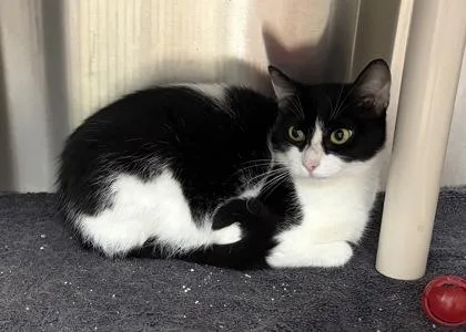 A young small-sized female Domestic Medium Hair cat named Bessie for adoption in Wilkesboro, NC