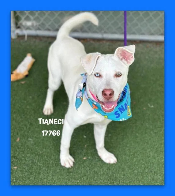 A baby medium-sized female White / Cream Shepherd dog named Tianeci for adoption in Marietta, GA