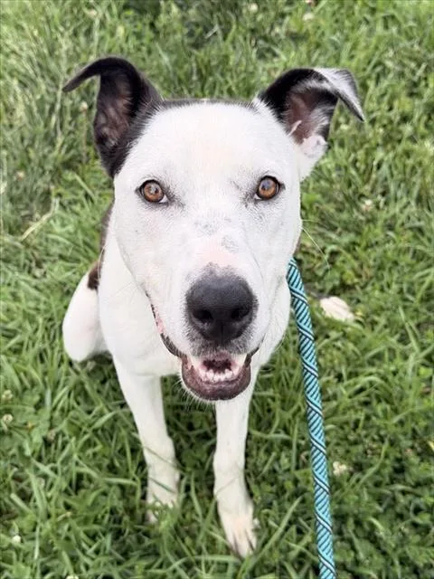 A young large-sized male Labrador Retriever dog named Amhurst for adoption in Olivette, MO