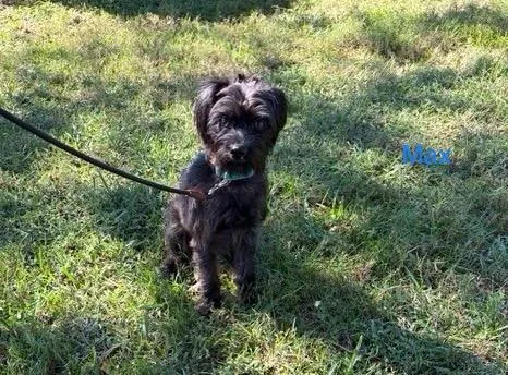 An adult small-sized male Maltipoo dog named Max for adoption in Maitland, FL