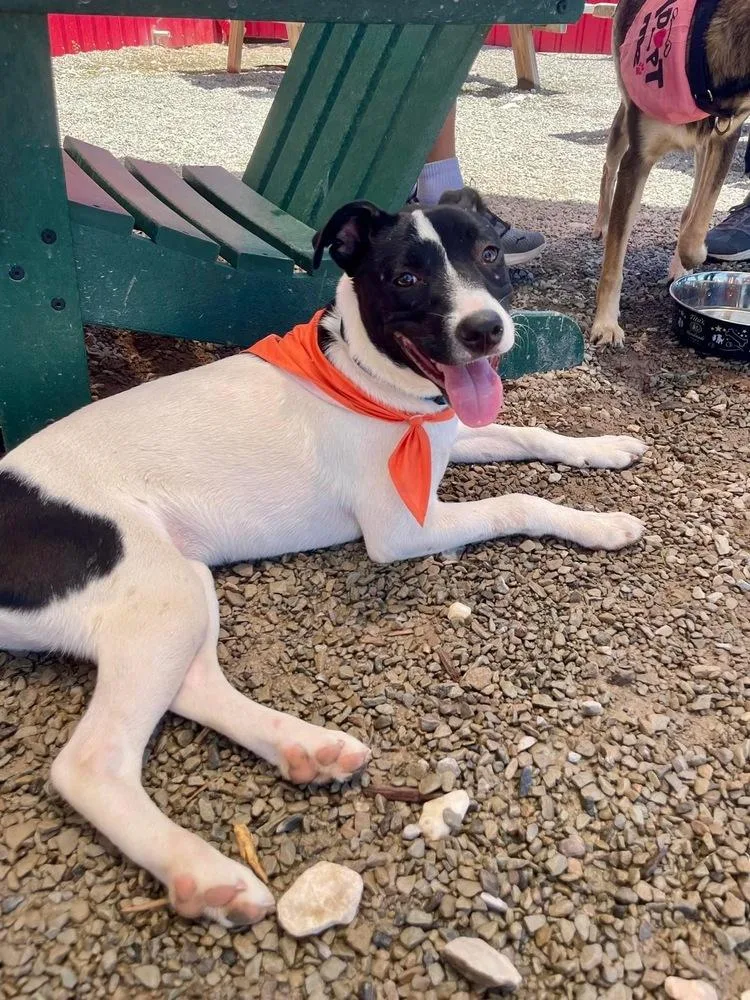A young medium-sized female Tricolor (Brown, Black, & White) Border Collie dog named Gracie for adoption in Shawnee, OK