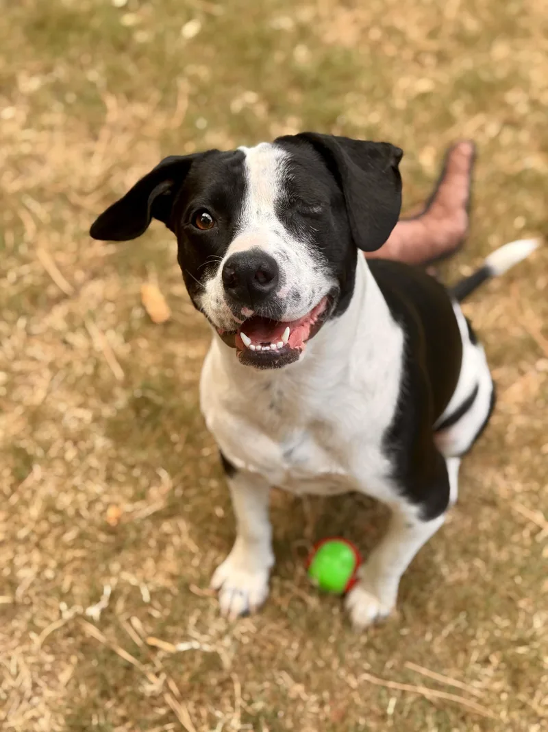 Buddy  one eye thumbnail 3