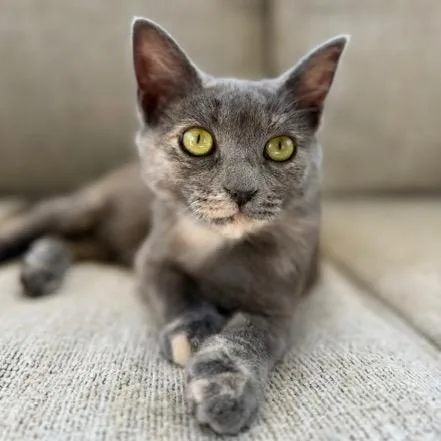 A baby small-sized female Gray / Blue / Silver Domestic Short Hair cat named Sophie for adoption in Aldie, VA