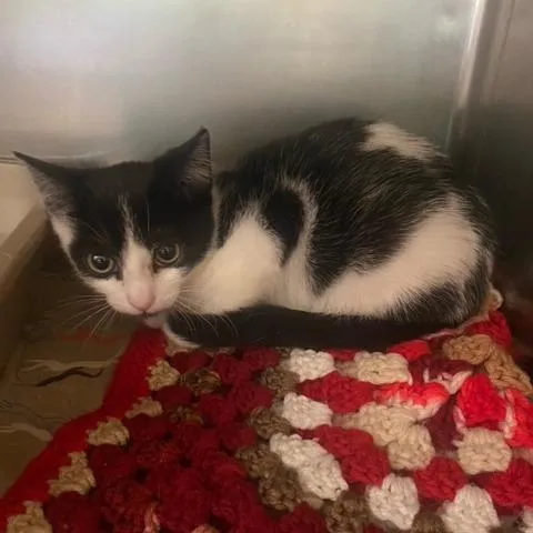 A baby small-sized male Domestic Short Hair cat named Cozy for adoption in Chehalis, WA