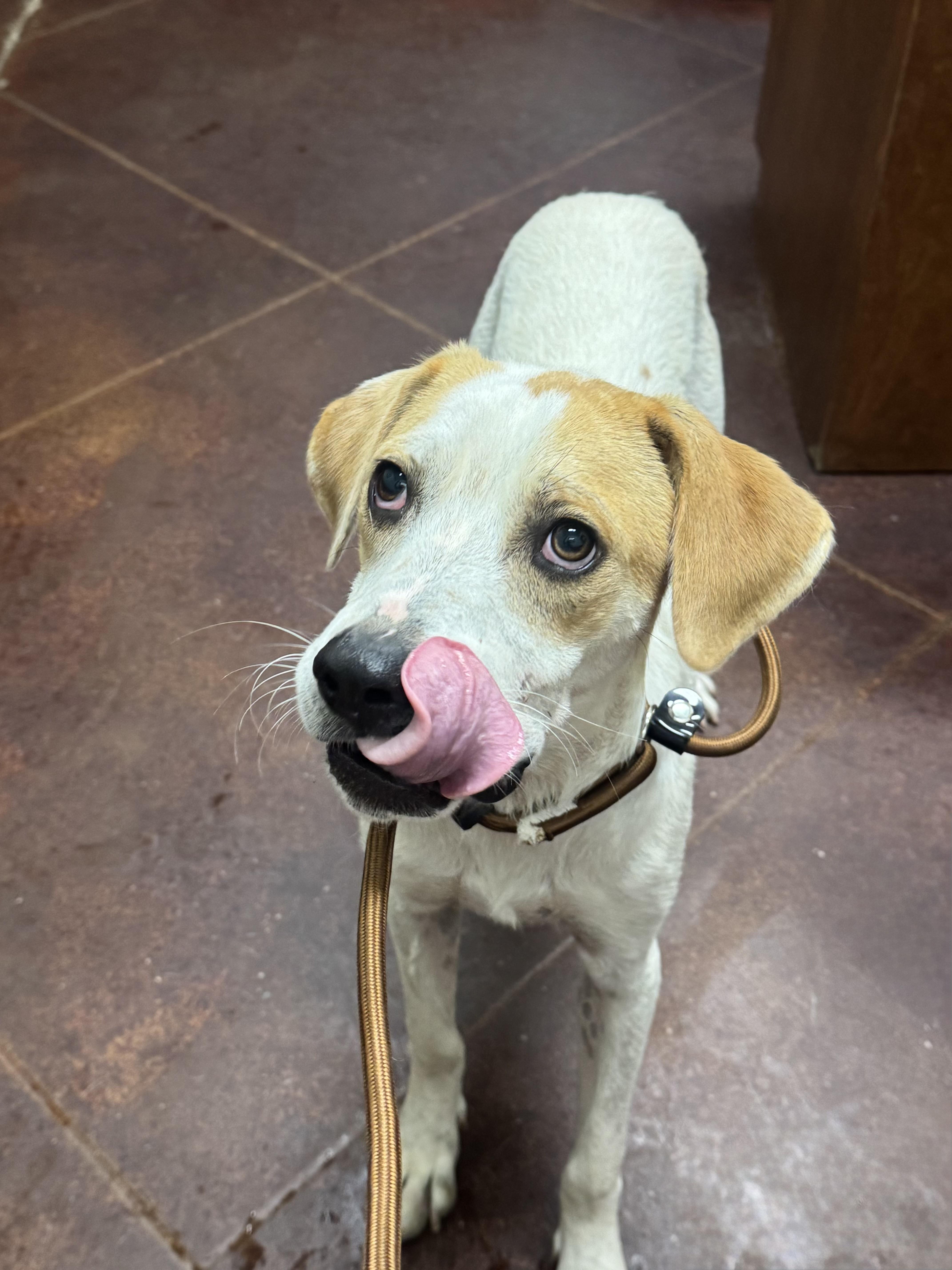 A young medium-sized male Labrador Retriever dog named Denny for adoption in Holly Springs, MS