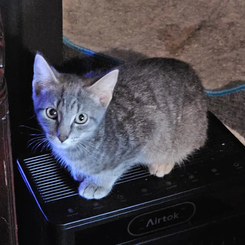 A young small-sized male Gray / Blue / Silver Domestic Short Hair cat named Benson for adoption in Ringtown, PA