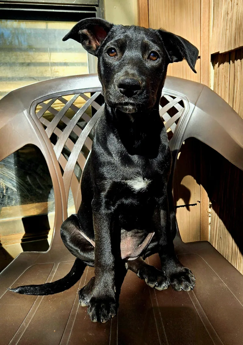 A baby large-sized female Black German Shepherd Dog dog named Zinzi for adoption in Moore, OK