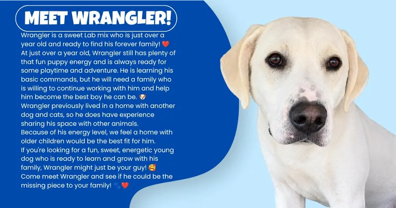 An adult large-sized male Yellow Labrador Retriever dog named Wrangler for adoption in Tama, IA
