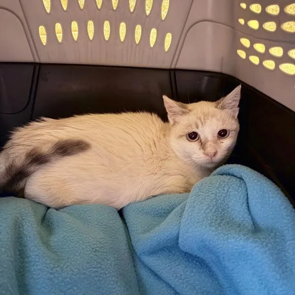 A baby small-sized female Domestic Short Hair cat named Celsius for adoption in Dublin, CA