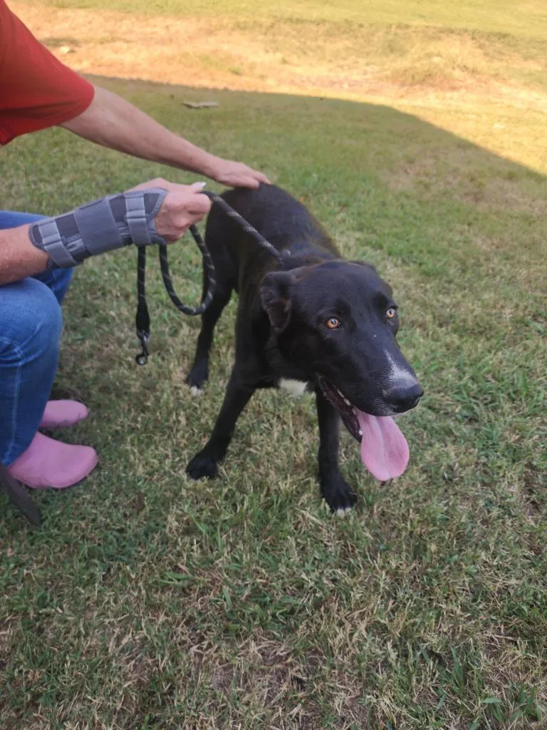 A baby large-sized male Mixed Breed dog named Duncan for adoption in Lawrenceburg, TN