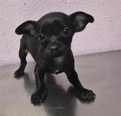 A baby small-sized female Black Mixed Breed dog named 61806506 for adoption in El Paso, TX