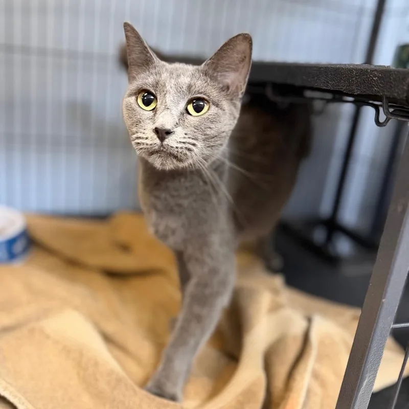 An adult medium-sized female Domestic Short Hair cat named Hayleigh for adoption in Portage, MI