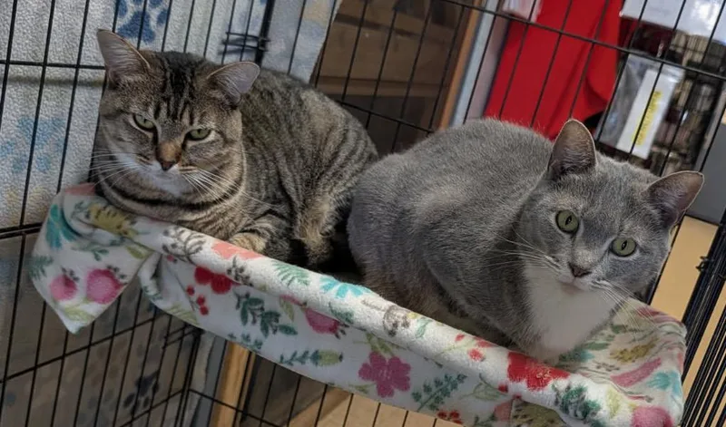 An adult medium-sized female Tabby (Brown / Chocolate) Tabby cat named Pie & SalinePhotos September for adoption in Marietta, OH