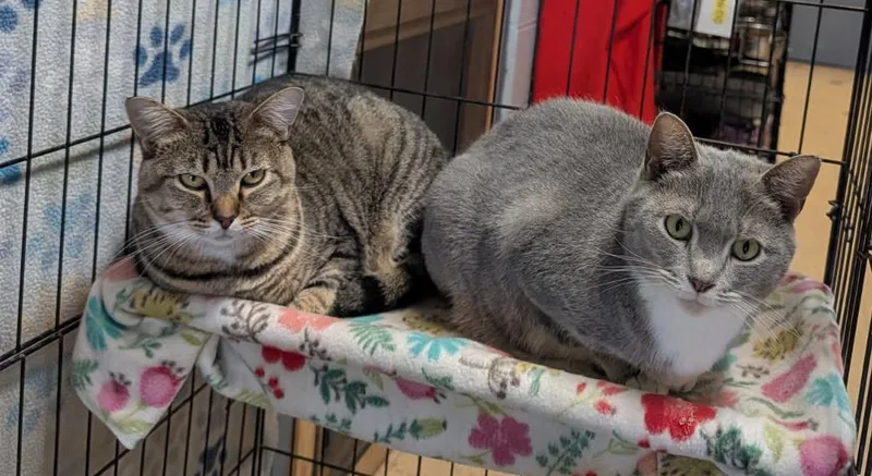 Pie & SalinePhotos September thumbnail 6