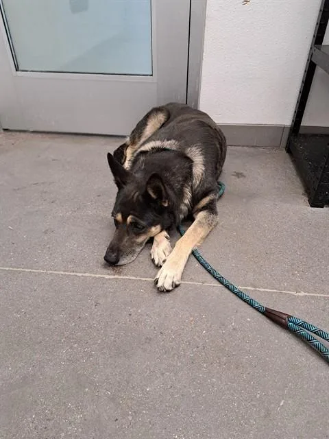 An adult medium-sized female German Shepherd Dog dog named Kalipso for adoption in Mesa, AZ