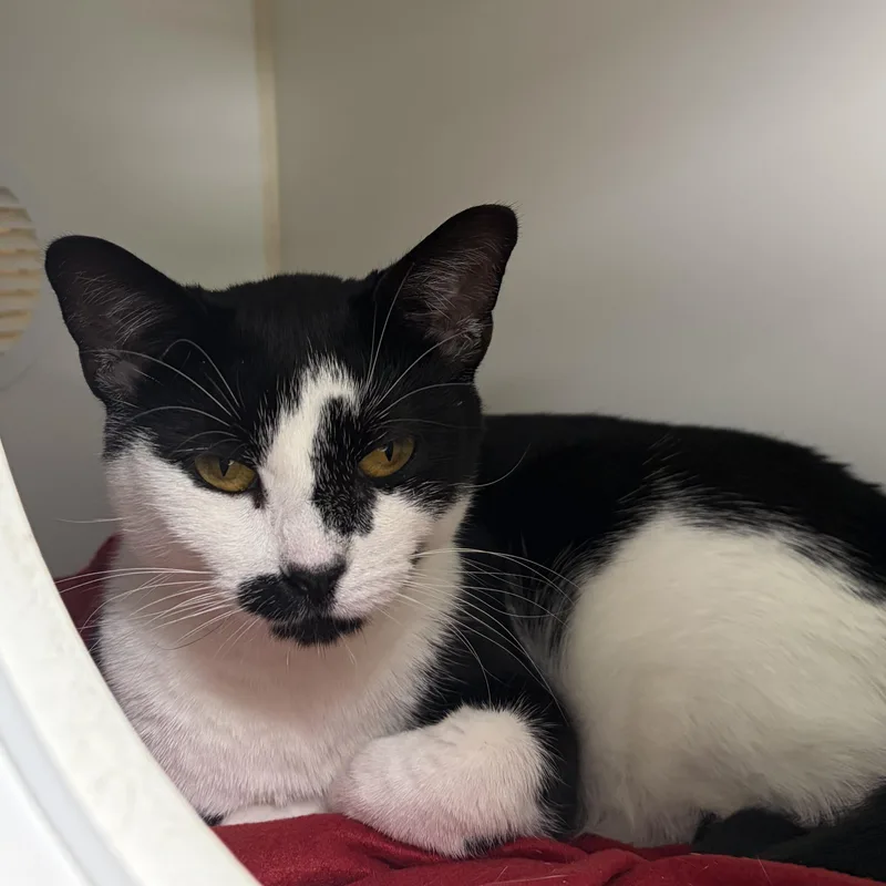 An adult medium-sized female Domestic Short Hair cat named Charlie Catty for adoption in Reisterstown, MD