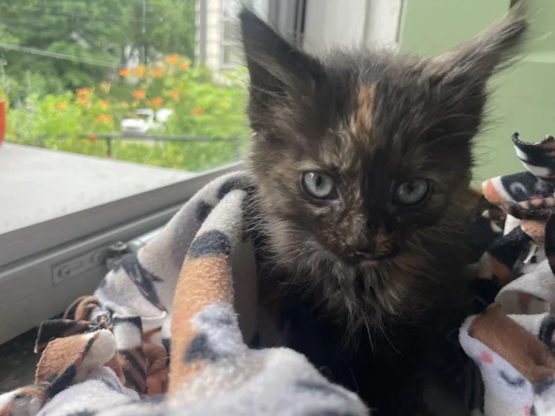 A baby small-sized female Tortoiseshell cat named Peach for adoption in Cincinnati, OH