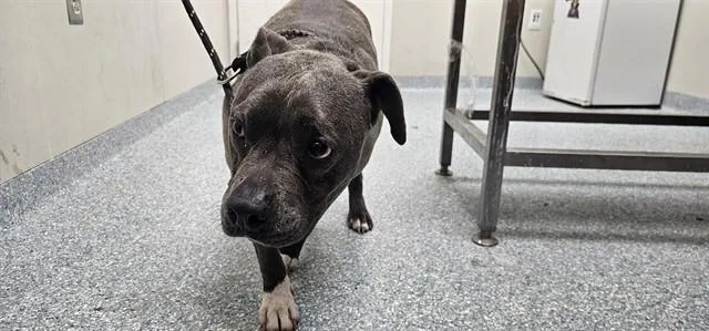An adult medium-sized female Pit Bull Terrier dog named Sox for adoption in Garland, TX