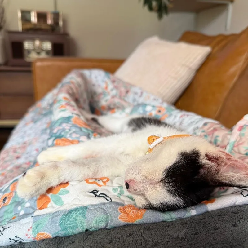 A baby small-sized female White Domestic Short Hair cat named Clarabelle for adoption in Charlotte, NC