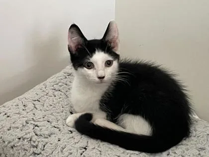 A young medium-sized male Domestic Short Hair cat named Harry for adoption in Port Republic, MD