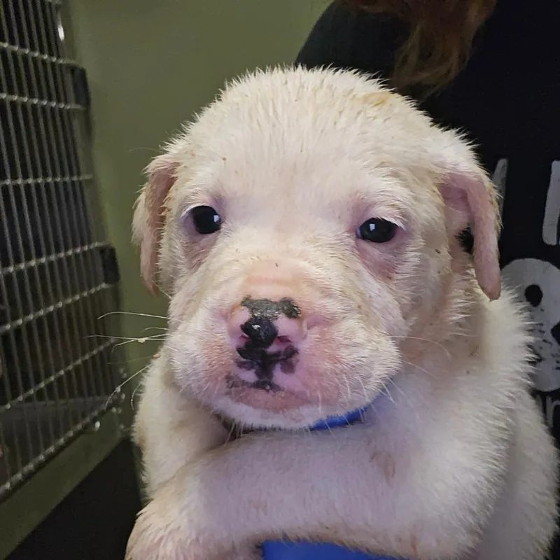 A baby small-sized male White / Cream Mixed Breed dog named Rascal for adoption in Columbus, GA