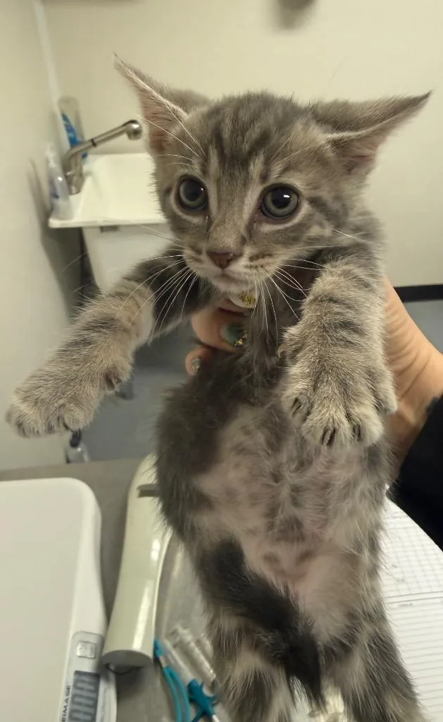 A baby small-sized male Domestic Short Hair cat named Toast for adoption in Greencastle, IN
