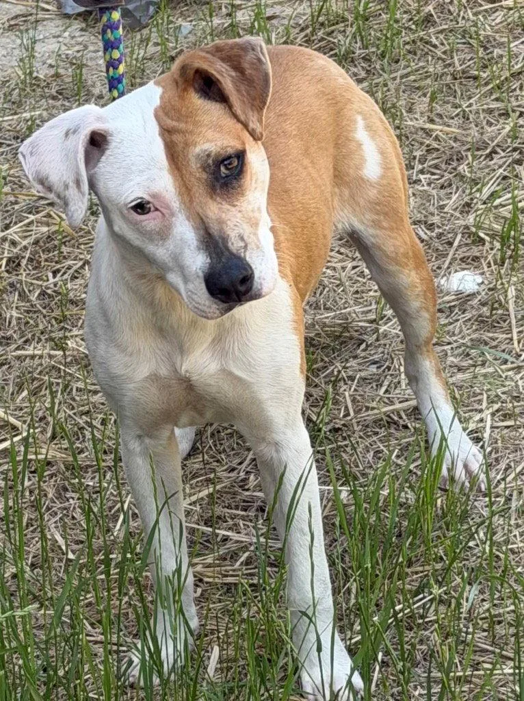 Arwen