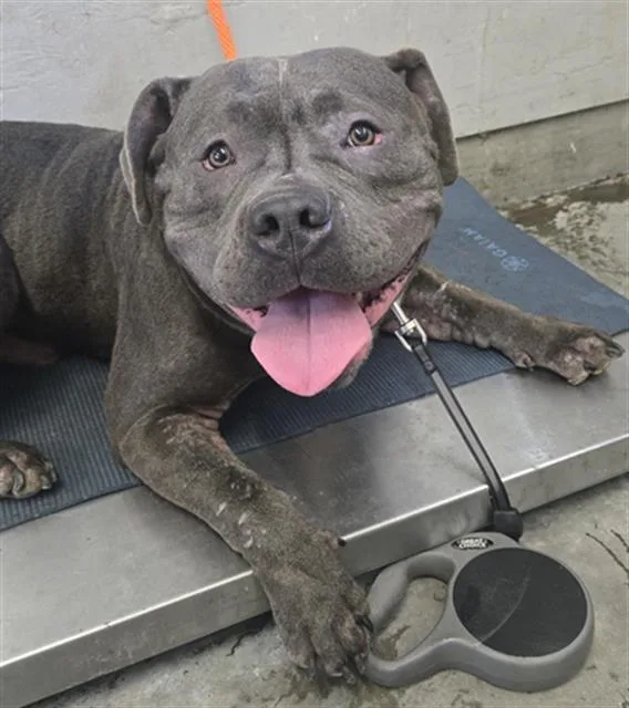 A young large-sized male Pit Bull Terrier dog named Granite for adoption in Camarillo, CA