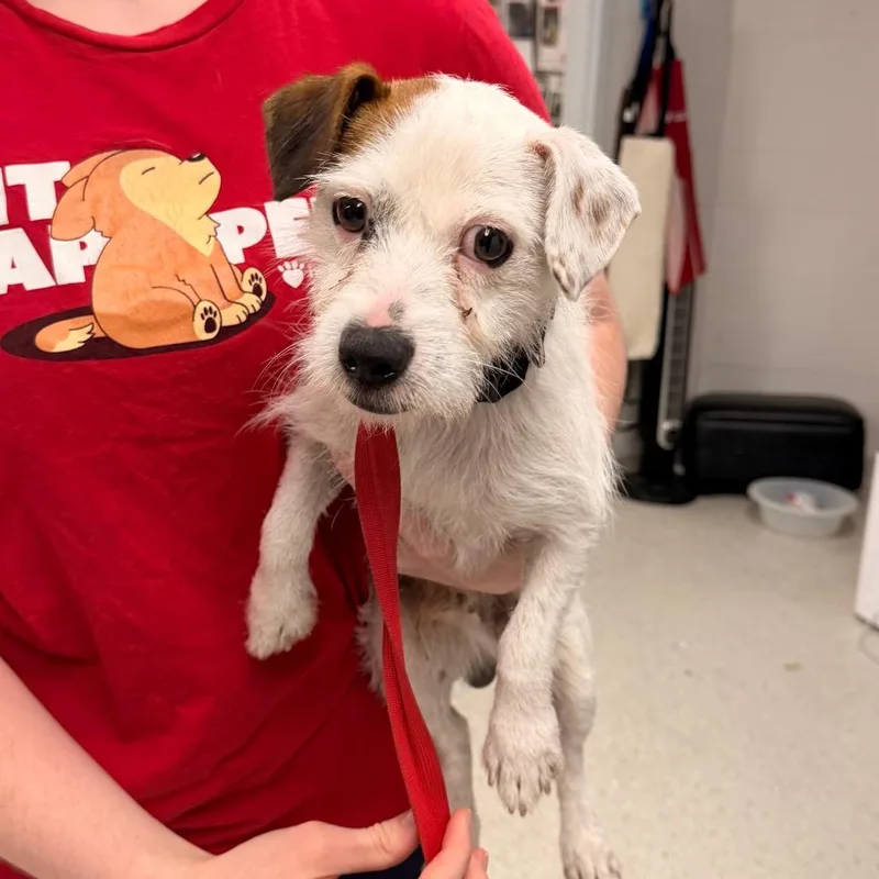 A young small-sized male White / Cream Parson Russell Terrier dog named Sock for adoption in Indianapolis, IN